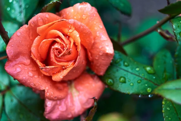 Bellissimo Fiore Rosa Con Gocce Rugiada Acqua Giardino Spazio Libero — Foto Stock