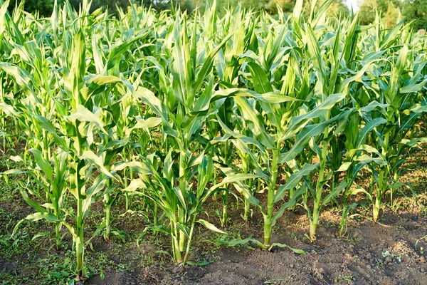 Corn Field Blue Sky Sunset Copy Space Young Maize Plantation — Stock Photo, Image