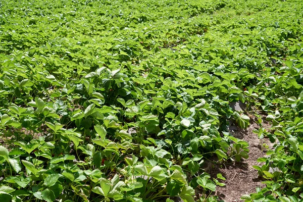 Strawberry plant. Strawberry bush with green leaves growing in the garden, copy space. Organic strawberries. Natural background. Agriculture, healthy food concept. Agriculture farm