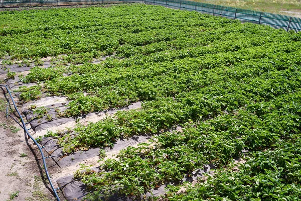 Strawberry filed with drip irrigation system in farm. Strawberry bushes with green leaves growing in garden, copy space. Natural background. Agriculture, healthy food concept