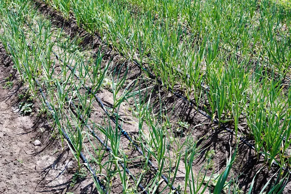 Alho Crescimento Campo Espaço Cópia Vegetais Agrícolas Pequeno Broto Planta — Fotografia de Stock