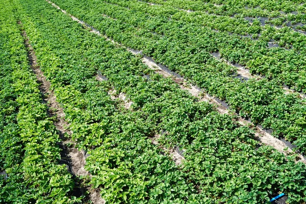 Plante Fraises Fraisier Avec Des Feuilles Vertes Poussant Dans Jardin — Photo