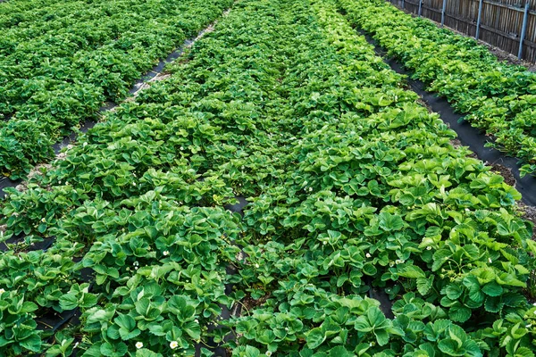 Plante Fraises Fraisier Avec Des Feuilles Vertes Poussant Dans Jardin — Photo