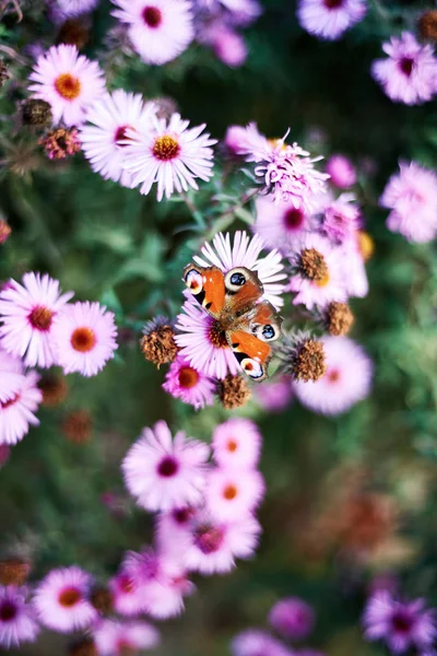 Tavus Kuşu Kelebek Pembe Sonbahar Çiçek Üzerinde Oturan — Stok fotoğraf