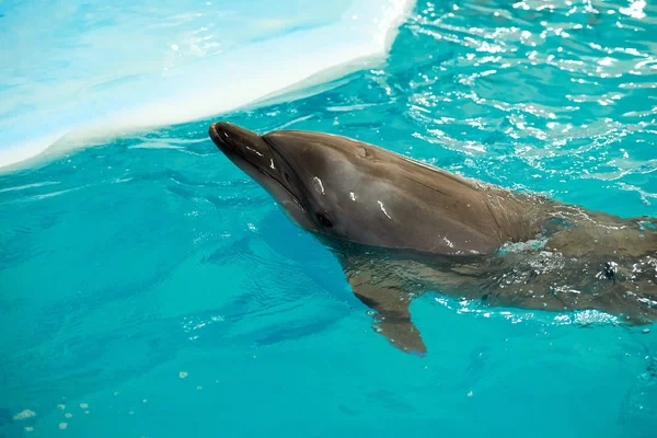 タイヘイヨウアカボウモドキ写真素材 ロイヤリティフリータイヘイヨウ