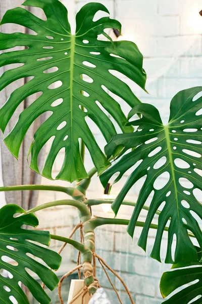 Egzotik tropik Monstera palmiye yaprakları, kopya alanı. Monstera palm veya bölünmüş yaprak bitkiyi yeşil yaprakları. Monstera deliciosa bitki örtüsü bitki. Egzotik bitki. Çiçek desenli. Monstera yaprakları evde 