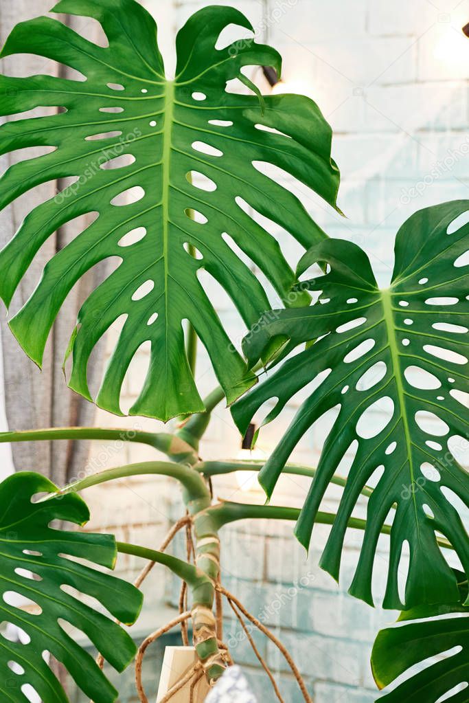 Exotic tropical Monstera palm leaves, copy space. Green leaves of monstera palm or split-leaf philodendron. Monstera deliciosa foliage plant. Exotic plant. Floral Pattern. Monstera leaves at home 