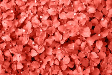 Taze yaprakları, kopya alanı yapılan mercan arka plan yaşayan. Yıl 2019 rengi. Doğal arka plan. Düz yatıyordu, en iyi görünümü