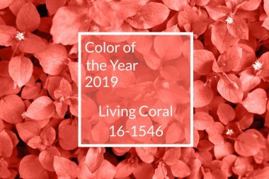 Taze yaprakları, kopya alanı yapılan mercan arka plan yaşayan. Yıl 2019 rengi. Doğal arka plan. Düz yatıyordu, en iyi görünümü