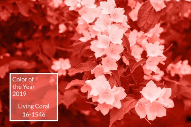 Mercan arka plan yapılmış taze yasemin çiçekleri ve yaprakları, kopya alanı yaşıyor. Yıl 2019 rengi. Doğa Çiçek arka plan