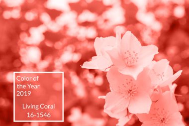 Mercan arka plan yapılmış taze yasemin çiçekleri ve yaprakları, kopya alanı yaşıyor. Yıl 2019 rengi. Doğa Çiçek arka plan