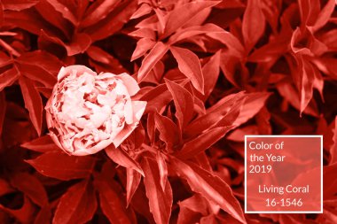 Mercan arka plan yaşayan. Taze peony çiçek ve yaprak, kopya alanı. Yıl 2019 rengi. Doğa arka plan. Üstten görünüm, düz yatıyordu