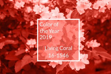 Mercan arka plan yapılmış taze yasemin çiçekleri ve yaprakları, kopya alanı yaşıyor. Yıl 2019 rengi. Doğa Çiçek arka plan