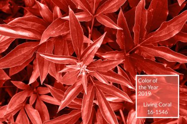 Mercan arka plan yaşayan. Taze şakayık yaprakları, kopya alanı. Yıl 2019 rengi. Doğa arka plan. Üstten görünüm, düz yatıyordu