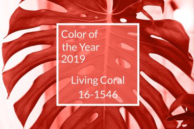 Mercan arka plan yaşayan. Egzotik tropik Monstera (bitkiyi) palmiye yaprağı, kopya alanı. Yıl 2019 rengi. Doğa Çiçek arka plan