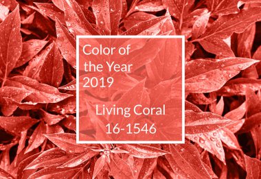 Mercan arka plan yaşayan. Renkli taze Şakayık (yağmur) çiğ damlaları ile kopya alanı bırakır. Yıl 2019 rengi. Doğa arka plan. Üstten görünüm, düz yatıyordu