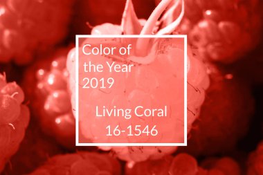 Yaşam mercan taze organik ahududu, kopya alanı ile arka plan. Yıl 2019 rengi. Doğa berry arka plan. Makro fotoğraf. Üstten görünüm, düz yatıyordu