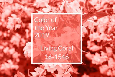 Mercan arka plan yapılmış taze yasemin çiçekleri ve yaprakları, kopya alanı yaşıyor. Yıl 2019 rengi. Doğa Çiçek arka plan