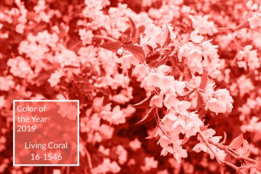 Mercan arka plan yapılmış taze yasemin çiçekleri ve yaprakları, kopya alanı yaşıyor. Yıl 2019 rengi. Doğa Çiçek arka plan