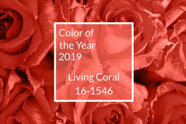 Mercan arka plan, kopya alanı yaşıyor. Taze gül çiçek, yakın çekim. Yıl 2019 rengi. Doğa Çiçek arka plan. Üstten görünüm, düz yatıyordu. Sevgililer günü, Woman's Day (8 Mart), anneler günü, Doğum günü