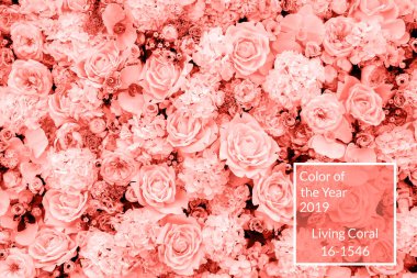 Mercan arka plan yapılmış güller ve çiçekler, kopya alanı pek çok yaşayan. Yıl 2019 rengi. Doğa Çiçek arka plan. Üstten görünüm, düz yatıyordu. Sevgililer günü, Woman's Day (8 Mart), anneler günü, Doğum günü