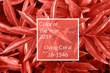 Mercan arka plan yaşayan. Taze şakayık yaprakları, kopya alanı. Yıl 2019 rengi. Doğa arka plan. Üstten görünüm, düz yatıyordu