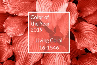 Taze yaprakları, kopya alanı yapılan mercan arka plan yaşayan. Yıl 2019 rengi. Doğal arka plan. Düz yatıyordu, en iyi görünümü