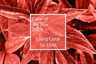 Mercan arka plan yaşayan. Renkli taze Şakayık (yağmur) çiğ damlaları ile kopya alanı bırakır. Yıl 2019 rengi. Doğa arka plan. Üstten görünüm, düz yatıyordu