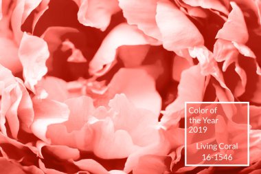 Şakayık Çiçeği makro, kopya alanı. Mercan arka plan yaşayan. Yıl 2019 rengi. Doğa Çiçek arka plan. Üstten görünüm, düz yatıyordu. Sevgililer günü, Woman's Day (8 Mart), anneler günü, Doğum günü