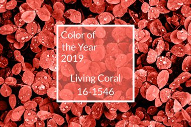 Mercan arka plan yaşayan. Renkli taze küçük yaprakları çiğ (yağmur) ile düşer, kopya alanı. Yıl 2019 rengi. Doğa arka plan. Üstten görünüm, düz yatıyordu