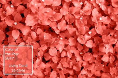 Taze yaprakları, kopya alanı yapılan mercan arka plan yaşayan. Yıl 2019 rengi. Doğal arka plan. Düz yatıyordu, en iyi görünümü