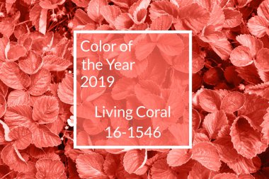 Taze çilek yaprakları, kopya alanı yapılan mercan arka plan yaşayan. Yıl 2019 rengi. Doğal arka plan. Düz yatıyordu, en iyi görünümü