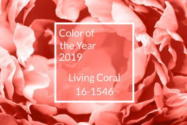 Şakayık Çiçeği makro, kopya alanı. Mercan arka plan yaşayan. Yıl 2019 rengi. Doğa Çiçek arka plan. Üstten görünüm, düz yatıyordu. Sevgililer günü, Woman's Day (8 Mart), anneler günü, Doğum günü