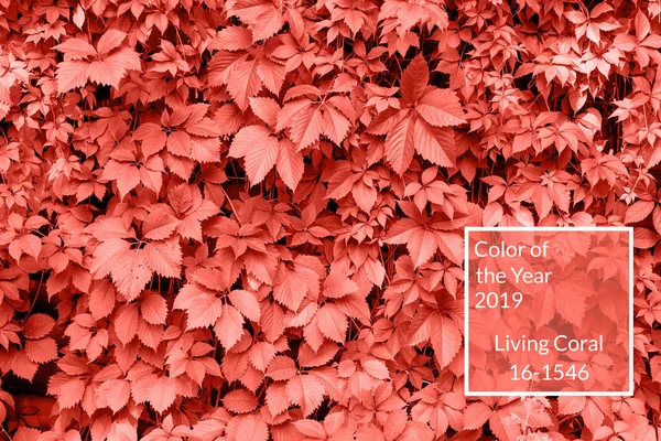 Taze yaprakları, kopya alanı yapılan mercan arka plan yaşayan. Yıl 2019 rengi. Doğal arka plan. Düz yatıyordu, en iyi görünümü