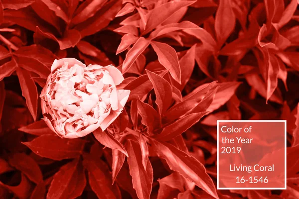 Mercan arka plan yaşayan. Taze peony çiçek ve yaprak, kopya alanı. Yıl 2019 rengi. Doğa arka plan. Üstten görünüm, düz yatıyordu