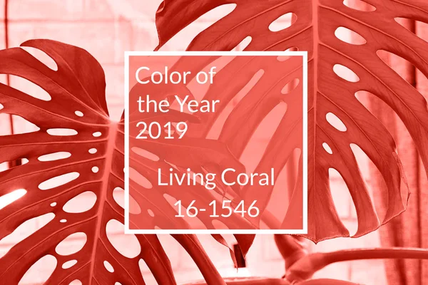 Mercan arka plan yaşayan. Egzotik tropik Monstera (bitkiyi) palmiye yaprakları, kopya alanı. Yıl 2019 rengi. Doğa Çiçek arka plan