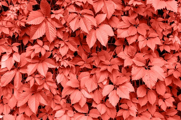 Lebender Korallenhintergrund Aus Frischen Blättern Kopierraum Farbe Des Jahres 2019 — Stockfoto