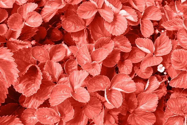 Taze çilek yaprakları, kopya alanı yapılan mercan arka plan yaşayan. Yıl 2019 rengi. Doğal arka plan. Düz yatıyordu, en iyi görünümü