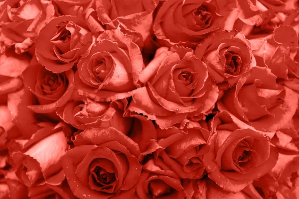 Život Korálových Pozadí Kopírování Prostor Čerstvé Květy Růže Zblízka Barva — Stock fotografie