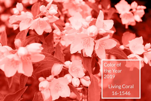 Mercan arka plan yapılmış taze yasemin çiçekleri ve yaprakları, kopya alanı yaşıyor. Yıl 2019 rengi. Doğa Çiçek arka plan