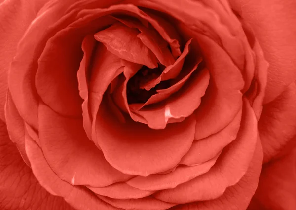 Fond Corail Vivant Espace Copie Fleur Rose Fraîche Gros Plan — Photo