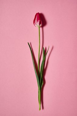 Bir lale çiçek pembe pastel Kağıt arka plan, kopya alanı üzerinde. Düz yatıyordu, en iyi görünüm. En az kavramı. Bayan günü, anneler günü, Paskalya için tatil tebrik kartı