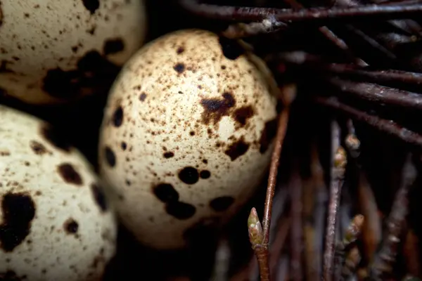 Jaja Przepiórcze Gniazdo Rustykalne Drewniane Tła Miejsce Koncepcja Zdrowej Żywności — Zdjęcie stockowe