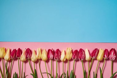 Sarı ve kırmızı lale pembe ve mavi pastel arka plan, kopya alanı üzerinde. Bahar en az kavramı. Kadınlar günü, anneler günü, Sevgililer günü, Paskalya, Doğum günü. Doğa arka plan. Düz yatıyordu, en iyi görünümü