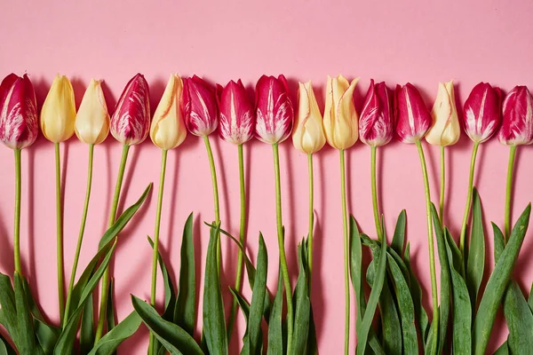 Tulipanes Frescos Amarillos Rosados Sobre Papel Pastel Espacio Para Copiar —  Fotos de Stock