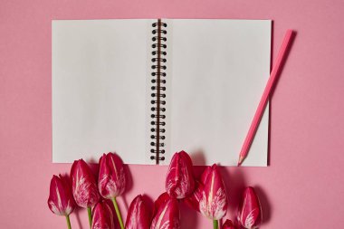 Lale buketi ve pembe bir arka plan, kopya alanı üstünde açık boş defter. Bahar en az kavramı. Bayan günü, anneler günü, Sevgililer günü, Paskalya, Doğum günü. Doğa arka plan. Düz yatıyordu, en iyi görünümü