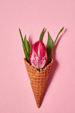 Lale ve dondurma koni yapraklarda pastel pembe kopya alanı. Bahar en az kavramı. Bayan günü, anneler günü, Sevgililer günü, Paskalya, Doğum günü. Doğa arka plan. Düz yatıyordu, en iyi görünümü