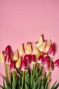 Pastel Kağıt arka plan, kopya alanı üzerinde sarı ve Pembe lale. Bahar en az kavramı. Bayan günü, anneler günü, Sevgililer günü, Paskalya, Doğum günü. Doğa arka plan. Düz yatıyordu, en iyi görünümü