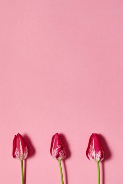 Lale çiçek pembe pastel arka plan, kopya alanı üzerinde. Bahar en az kavramı. Bayan günü, anneler günü, Sevgililer günü, Paskalya, Doğum günü. Doğa arka plan. Düz yatıyordu, en iyi görünümü