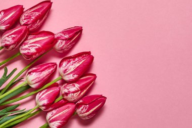 Lale çiçek pembe pastel arka plan, kopya alanı üzerinde. Bahar en az kavramı. Bayan günü, anneler günü, Sevgililer günü, Paskalya, Doğum günü. Doğa arka plan. Düz yatıyordu, en iyi görünümü